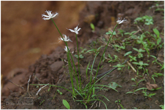 Fimbristylis lawiana